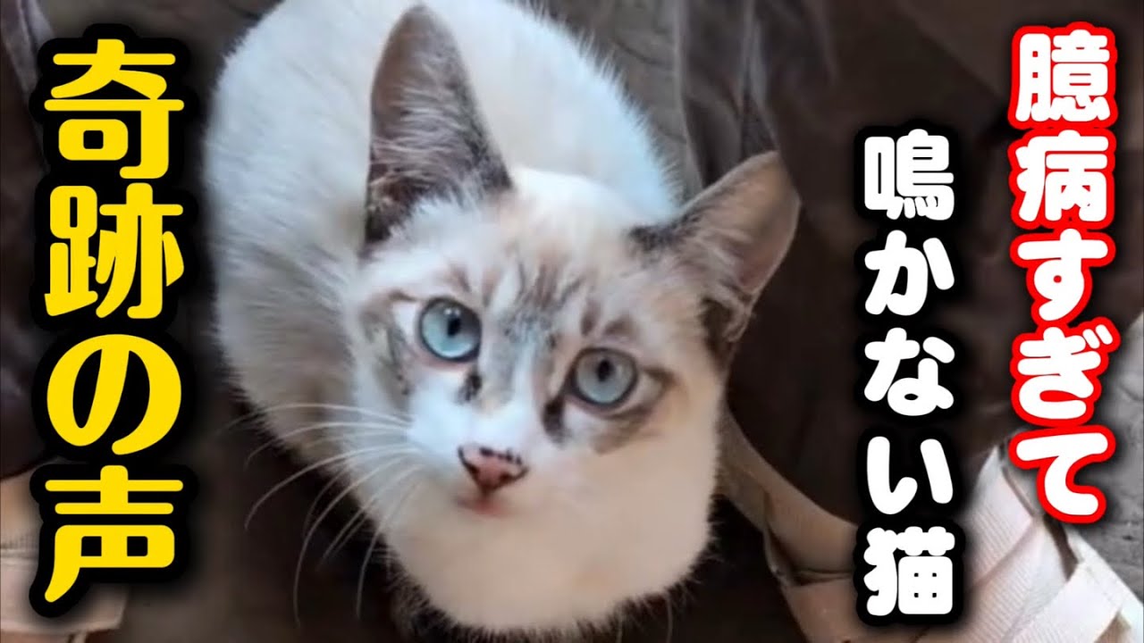 全く鳴かなかった子猫の奇跡の声を聞いてください