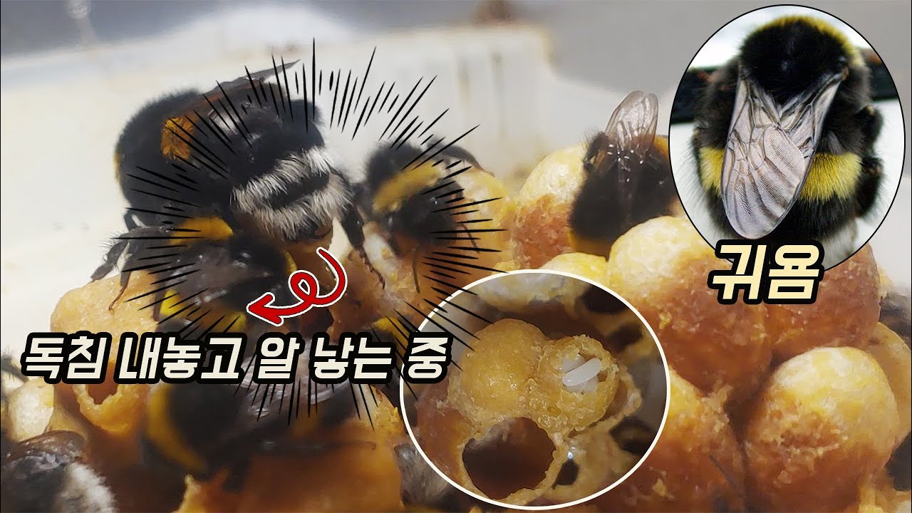 세상에서 가장 귀엽고 무서운 벌과의 40일 [오브리더]
