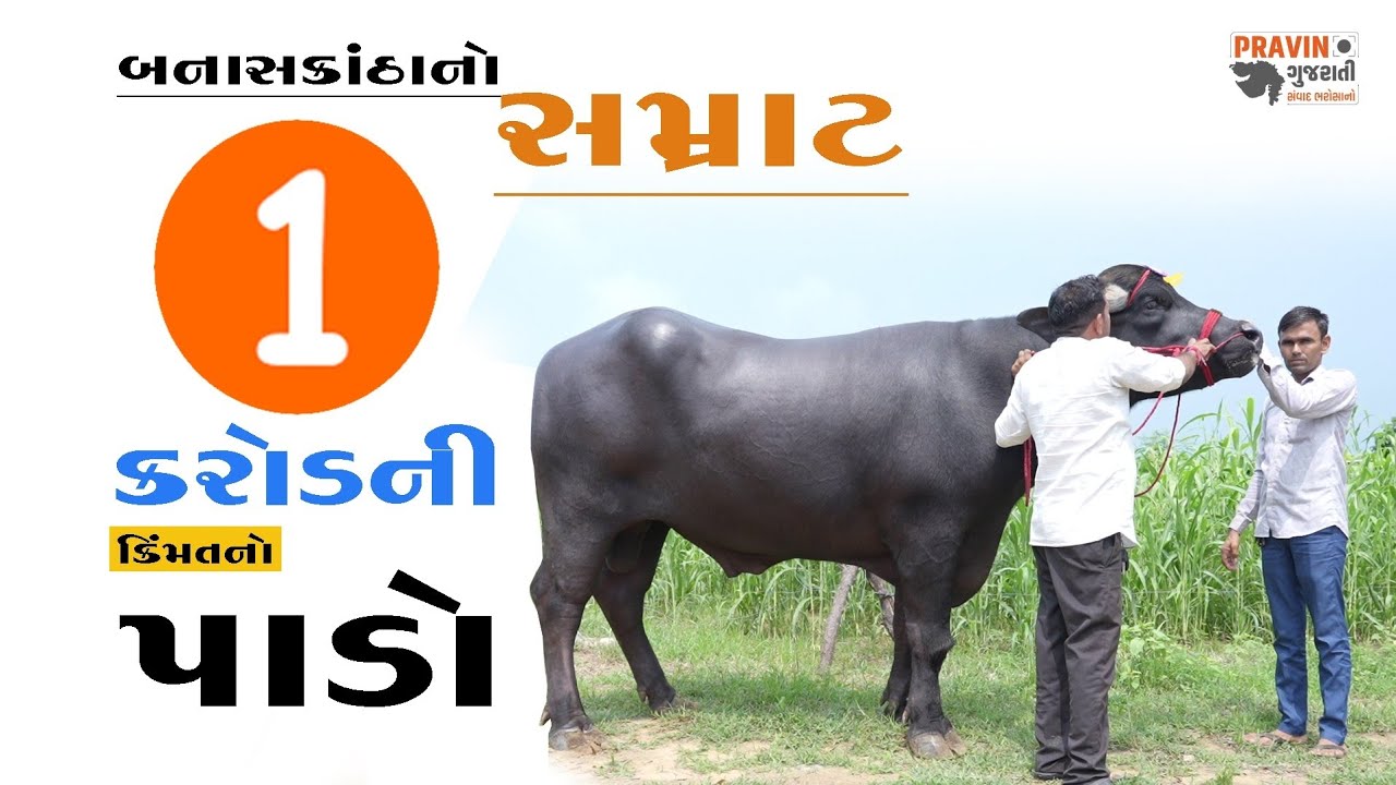એક કરોડનો પાડો / गुजरात के इस बुल की कीमत एक करोड़ रुपये है / this bull from Gujarat is Rs one crore