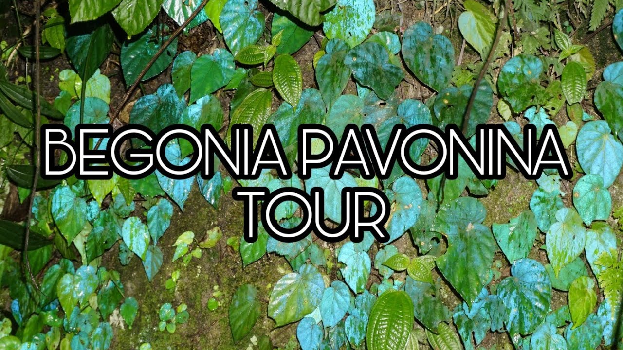 Begonia Pavonina In Situ : Begonias Of Peninsular Malaysia.