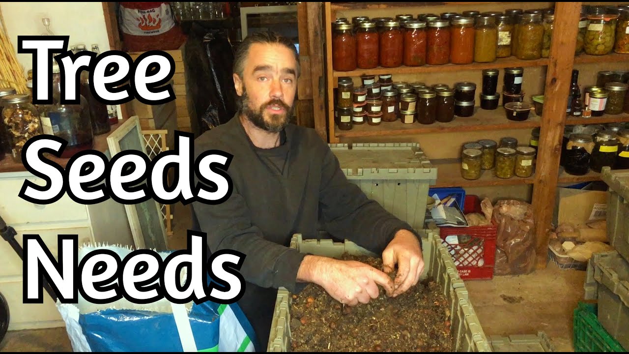 Nursery Tree Seeds - Mid Winter Inspection