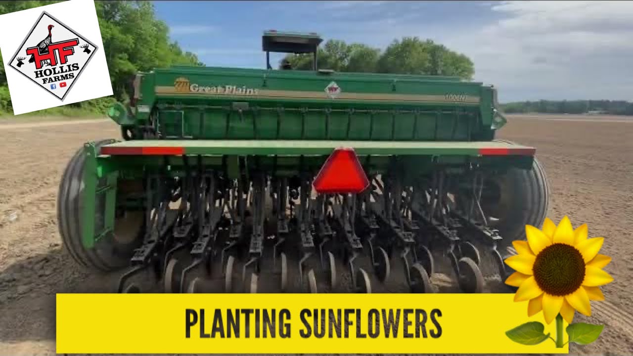 Planting Sunflowers…