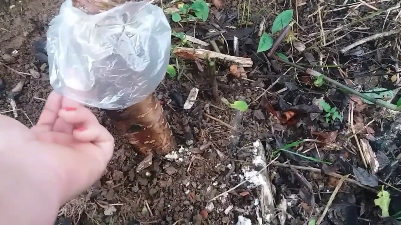Protetor de plantas contra formiga (gratis)