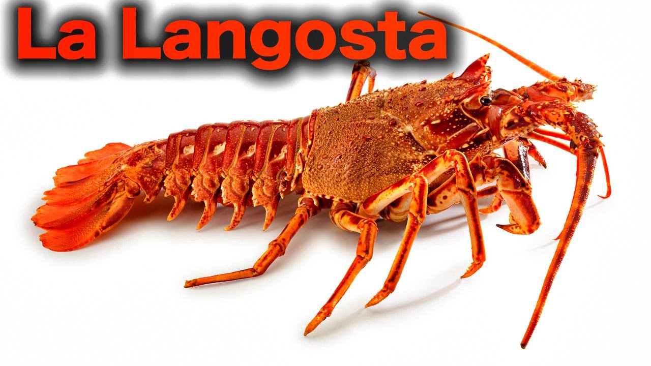 Los niños conocen La Langosta - Lorenzoo El León - Videos Infantiles