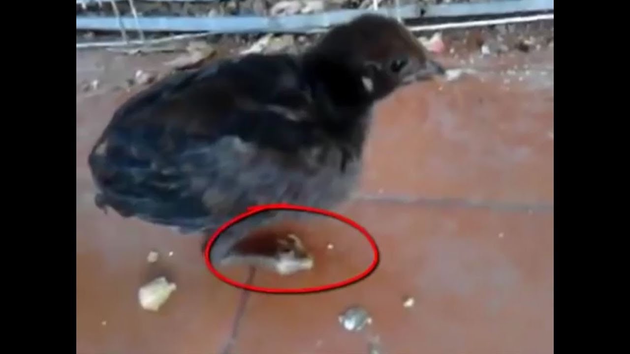 Recuperación de Pollito Que No Podía Caminar | 