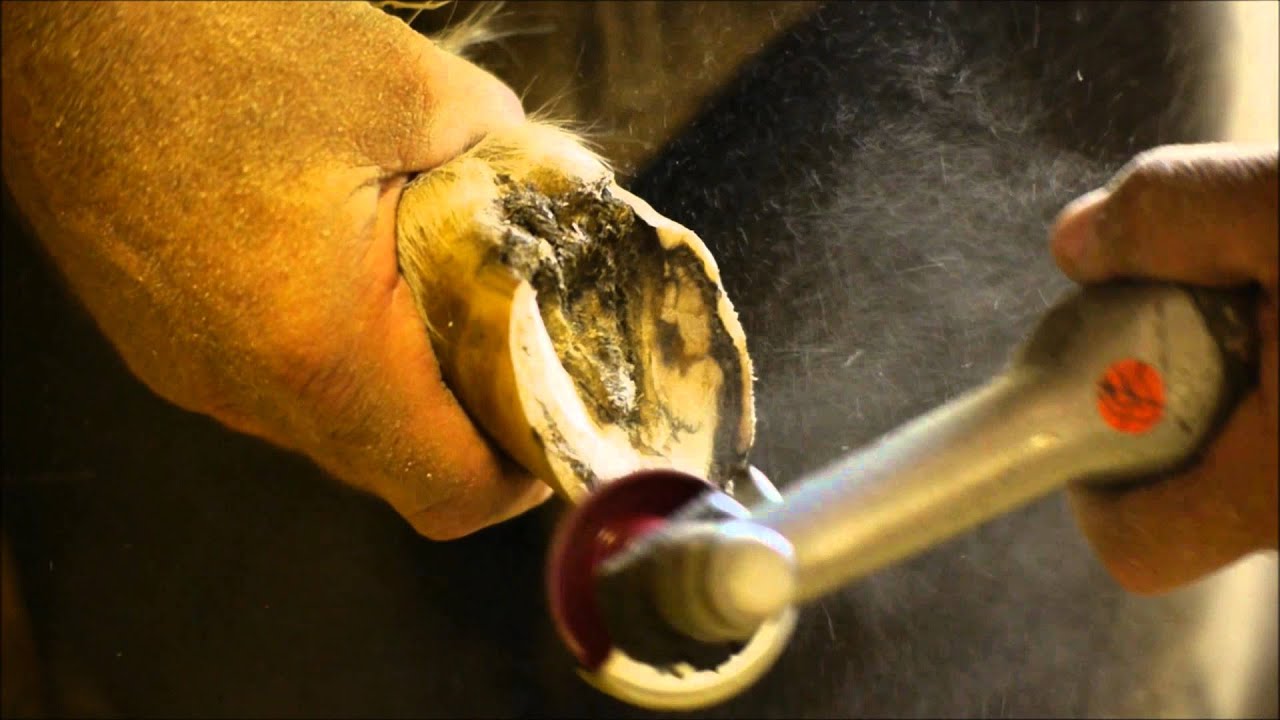 Hoof Boss Miniature Trimming Disc