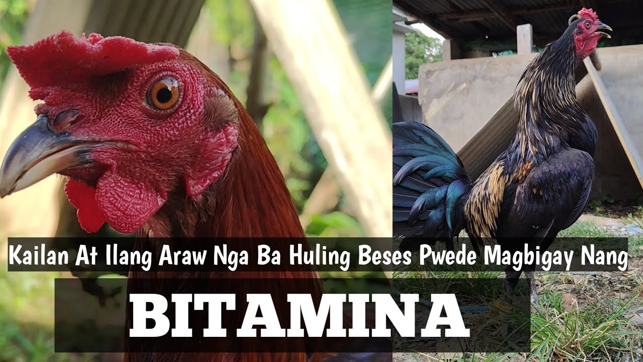 Huling Araw Pwede Magbigay Nang Bitamina | Kelan Nga Ba | Linyada ng Mamay