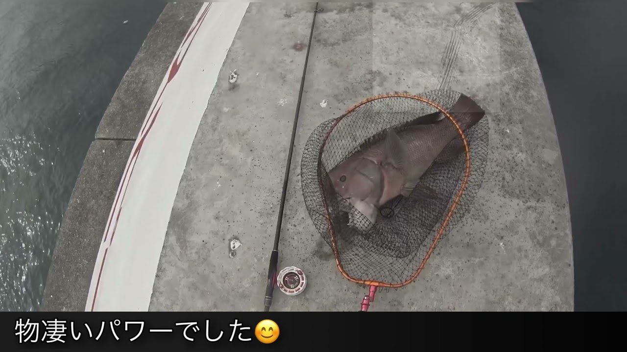 シマノ　ボーダレス330HH-TKでコブダイ（瘤鯛）モンスターヘチ釣り