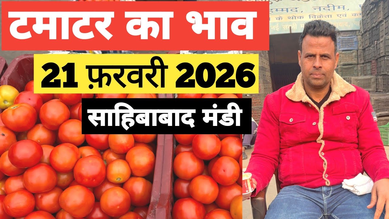 21 February 2026 🍅टमाटर का भाव साहिबाबाद मंडी |Today tomato rates in sahibabad mandi delhi NCR 