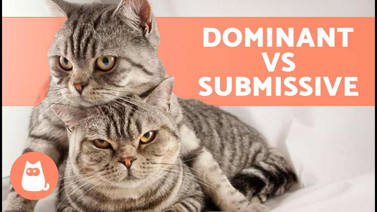 Мой кот &mdash; доминантный? 🐱 Поведение доминирующих кошек