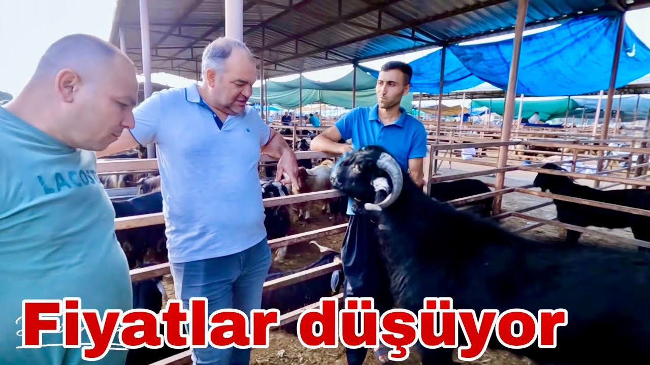 FİYATLAR DİP YAPTI / Kadirli  Hayvan Pazarı / 2024 Kurbanlık Fiyatları