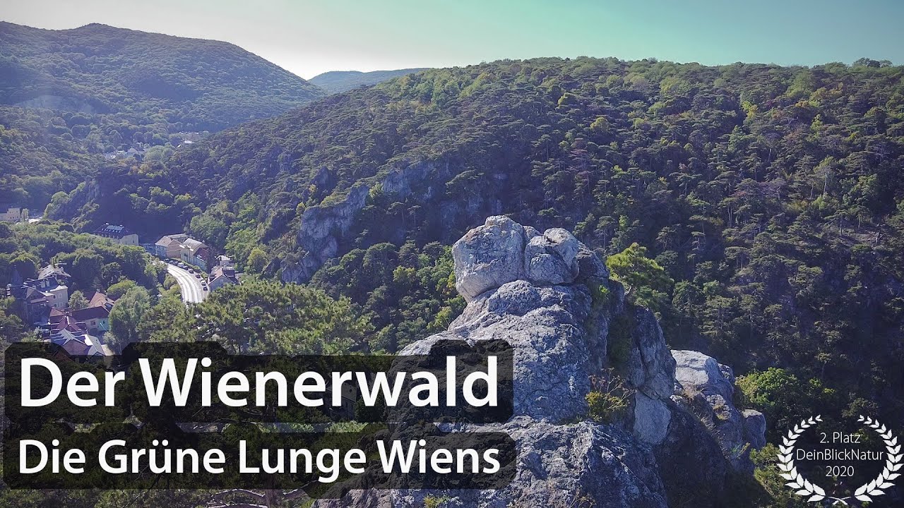 Diesen Wald hätte es fast nicht gegeben