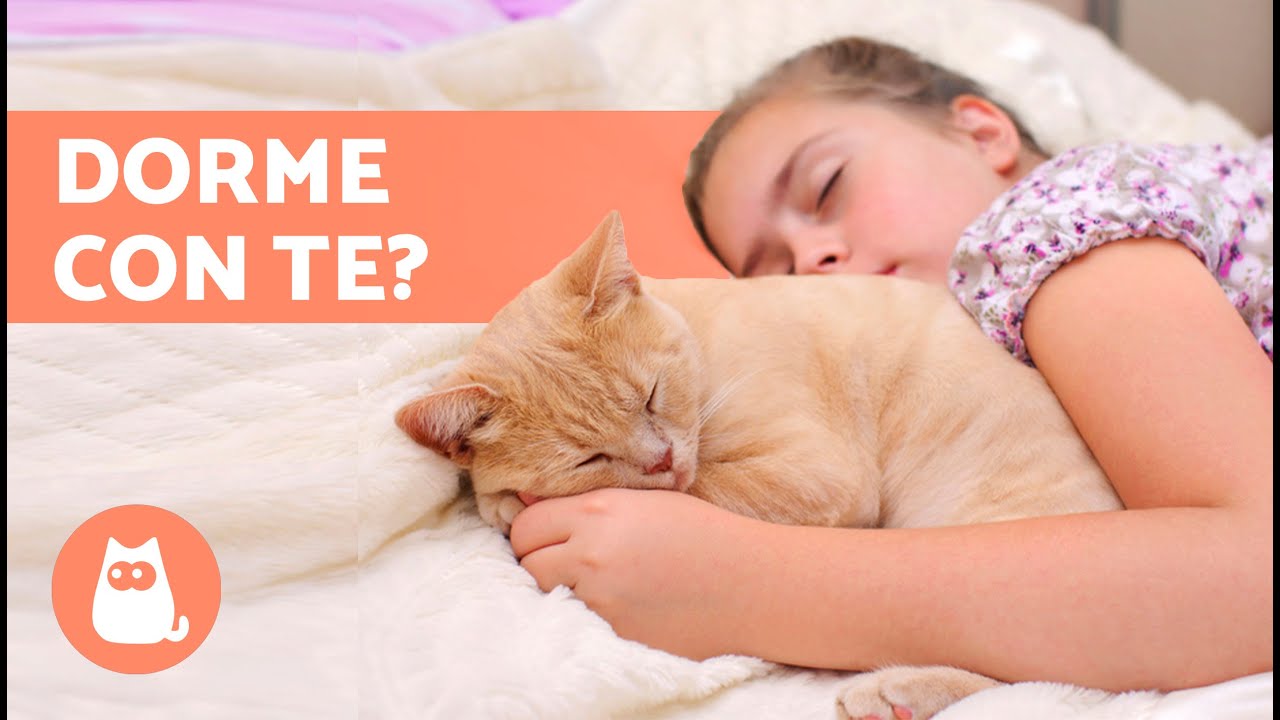 Perché i GATTI scelgono una PERSONA per DORMIRE? 🐱 Scoprilo!