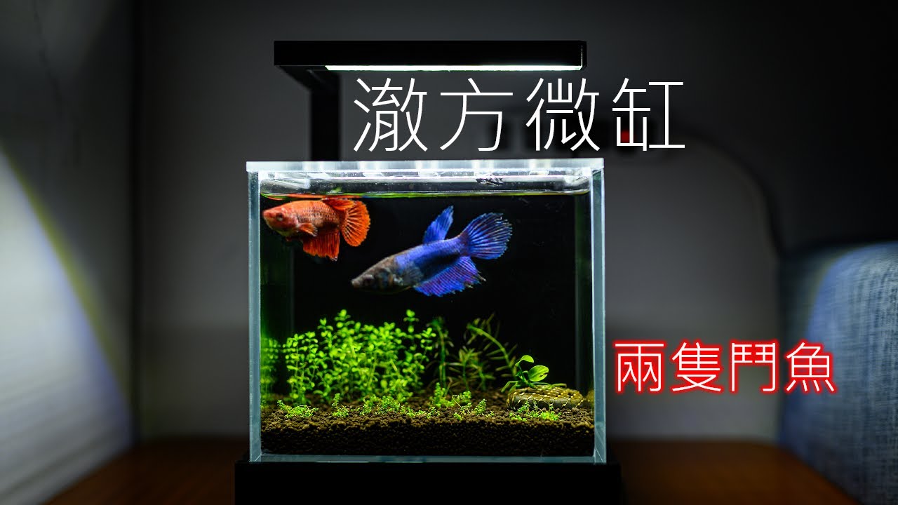 一次放兩隻鬥魚在同一缸 | 澈方微缸 | I add two female betta fishes in a mini tank