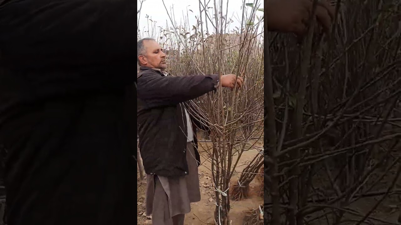 #apple world budgam#m9t337 plants available hear big plants