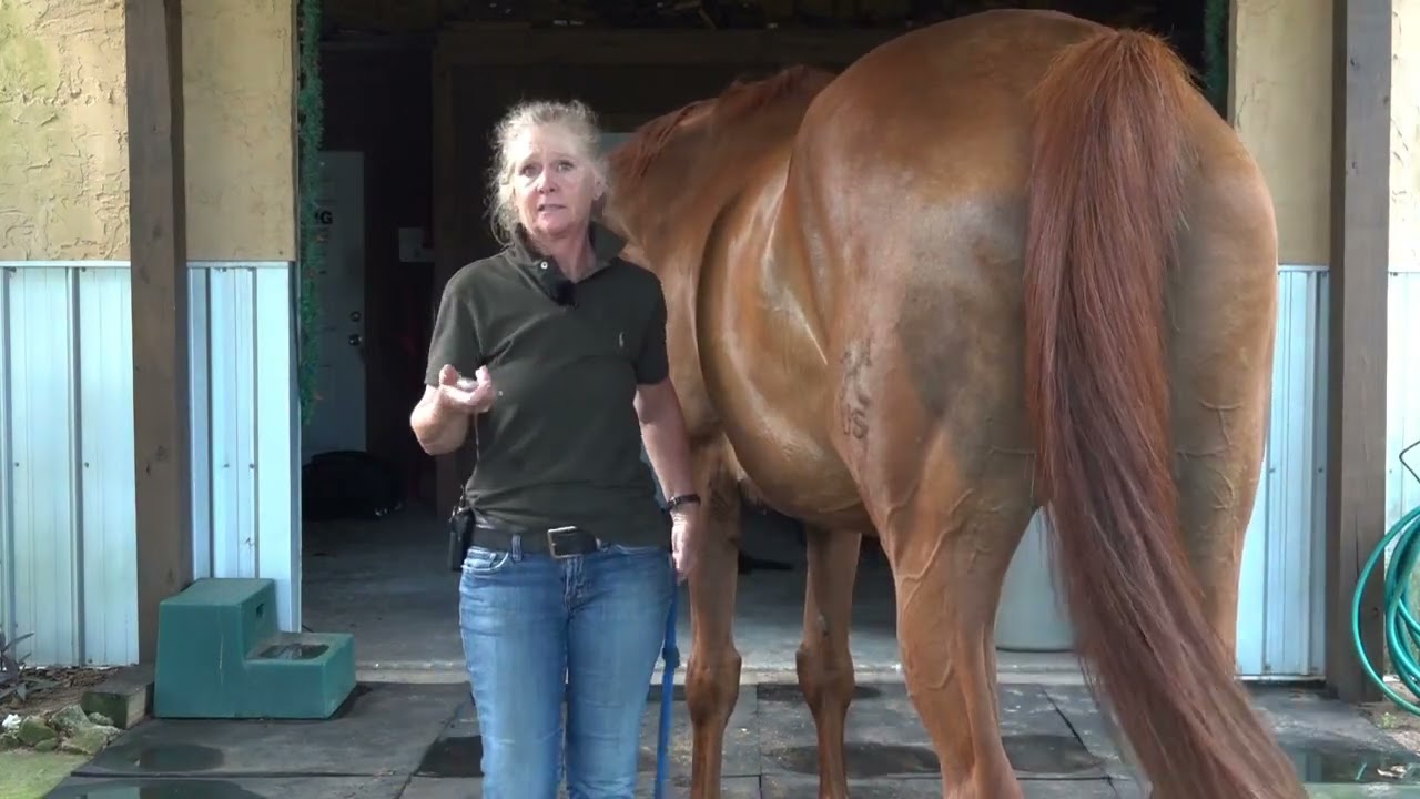Taking A Horse's Temperature