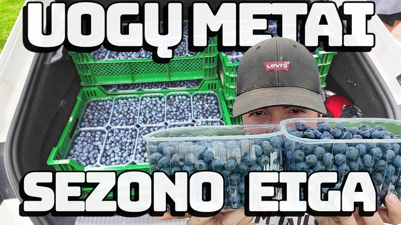 Šilauogių DERLIAUS rekordas! Renkam, sveriam, parduodam – visi darbai iš arti!