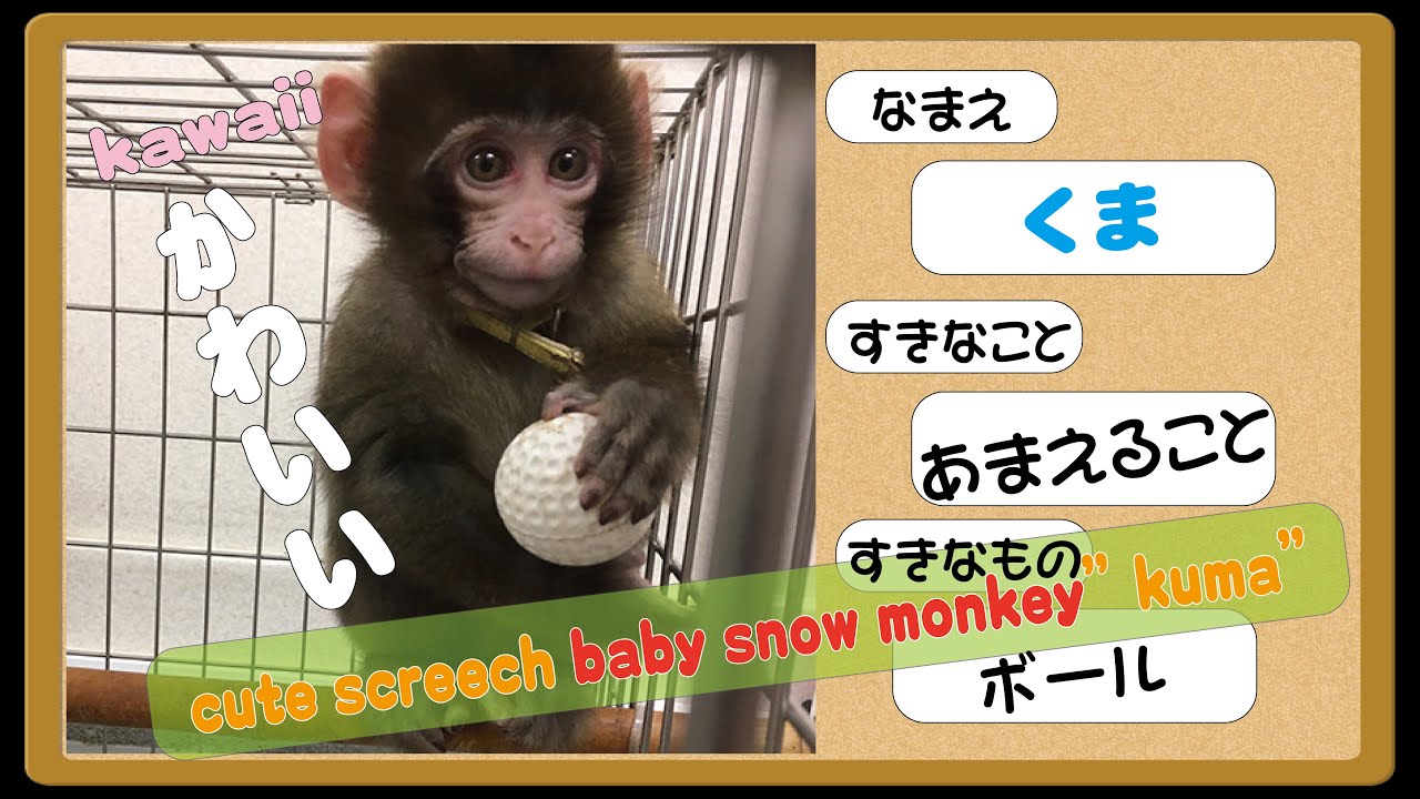 癒されたい方必見！子猿のくまちゃんの意外な鳴き声とは？cute screech baby snow monkey