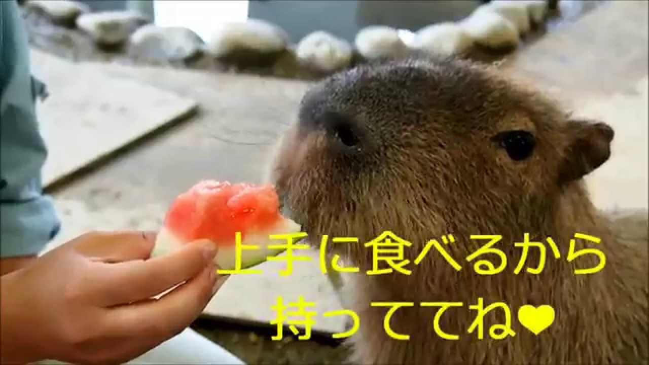 【阿蘇ファームランド】チモシー スイカのおねだり