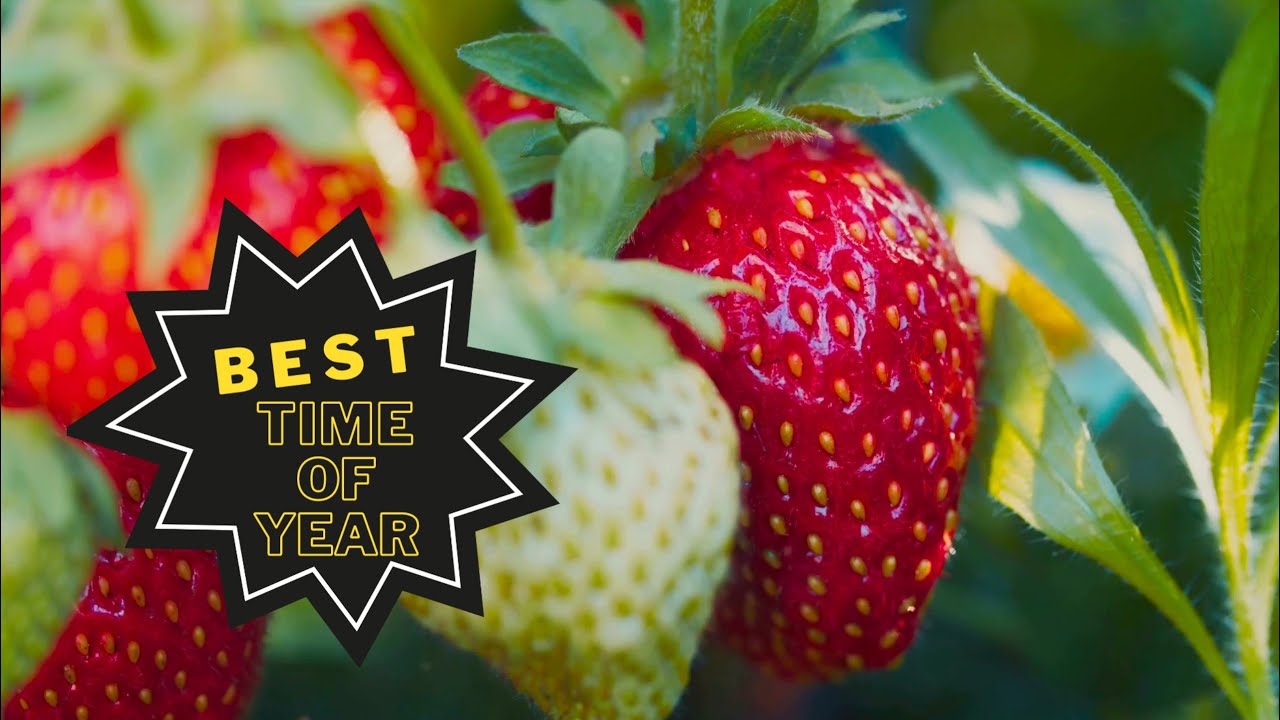 Strawberry Season 🍓 When, Where & Types