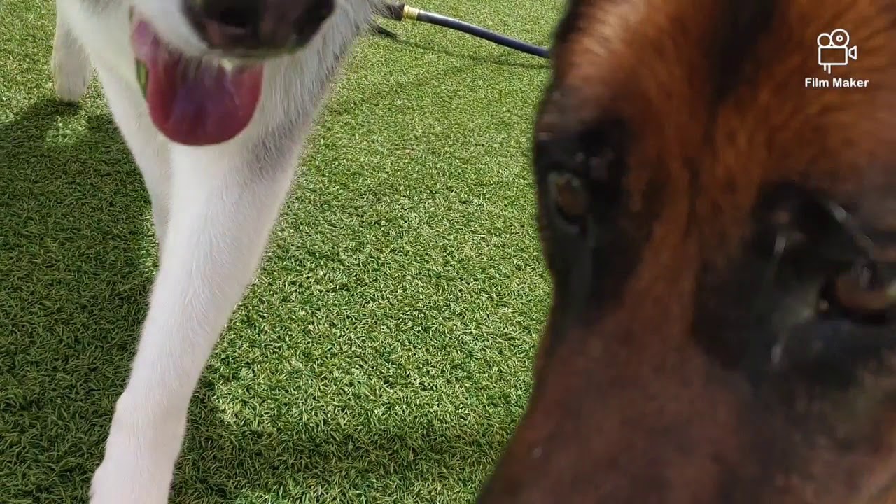 Pool Pawty!!!