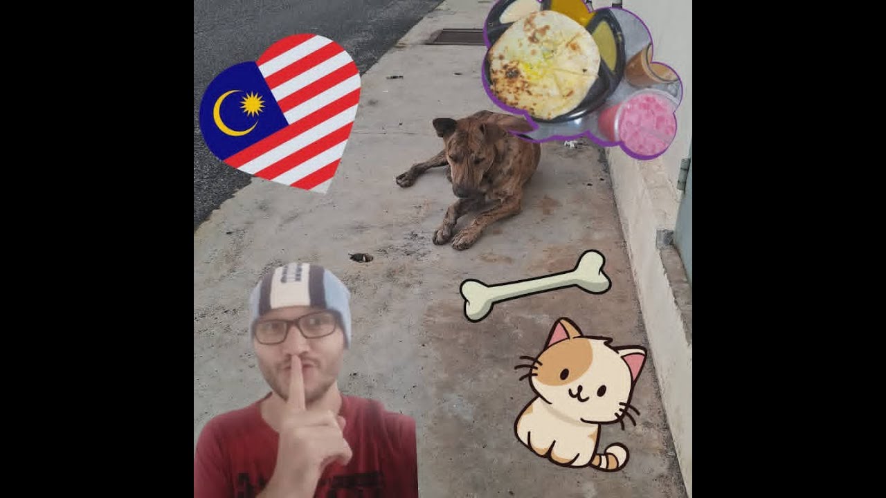 Feeding stray dogs & cats in Malaysia.Alimentando perros y gatos callejeros en Malasia.Eng/Thai Sub