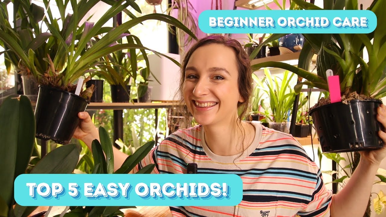 Top 5 Easiest Orchids for Beginners! | Recommendations from my own collection