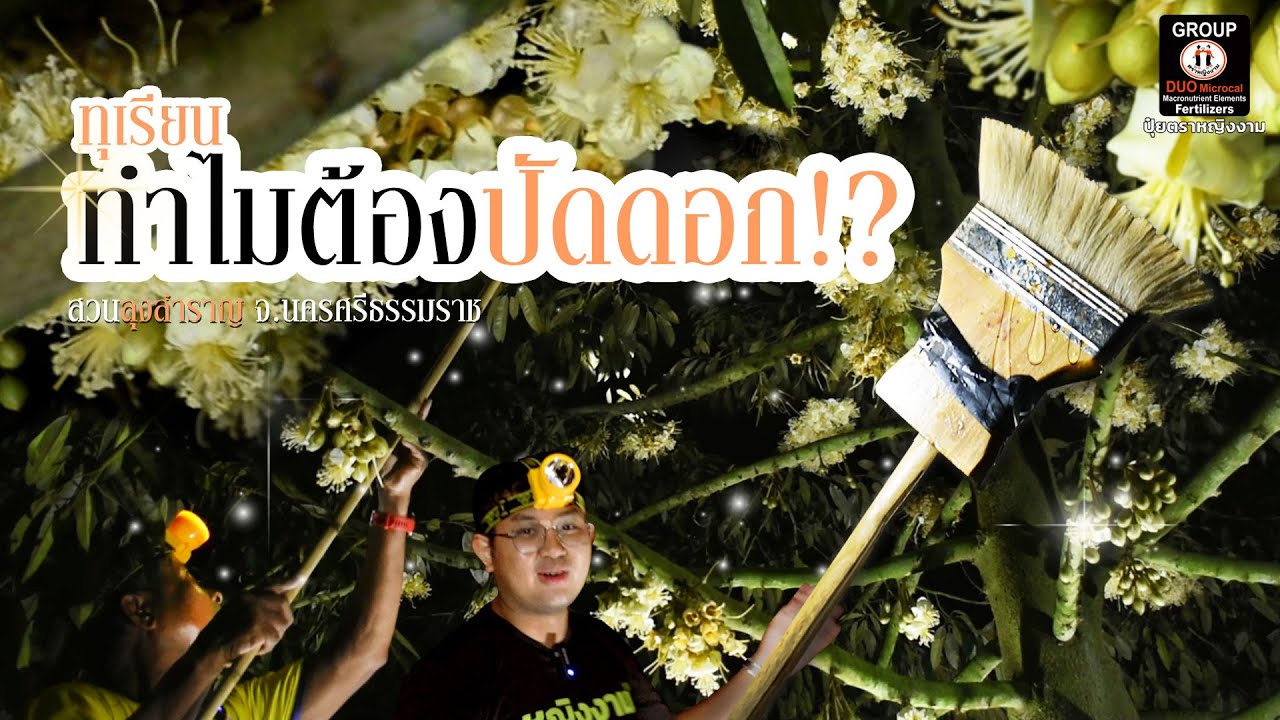 ทำไมต้องปัดดอกทุเรียน⁉ | เทคนิคการปัดดอก 📍สวนลุงสำราญ จ.นครศรีธรรมราช 🌸✨