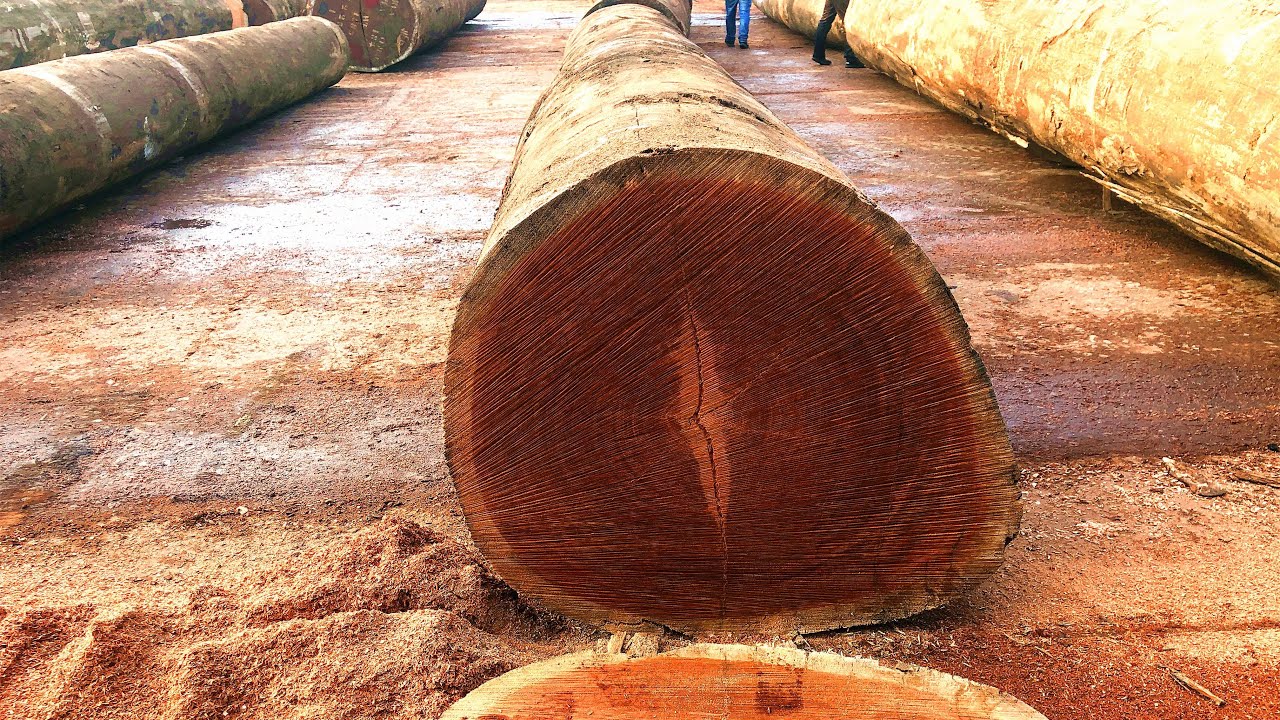 african sapele sawing 沙比利原木锯板