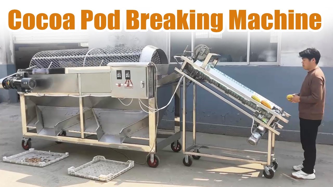 Amazing cocoa pod breaking machine | Fast cocoa bean cracking machine for coco pod opening splitting
