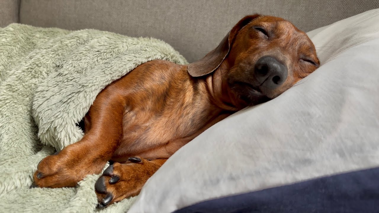 Mini dachshund gets his own pillow