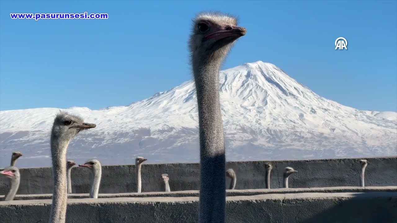 Ağrılı girişimcinin deve kuşu çiftliği hayranlık uyandırıyor
