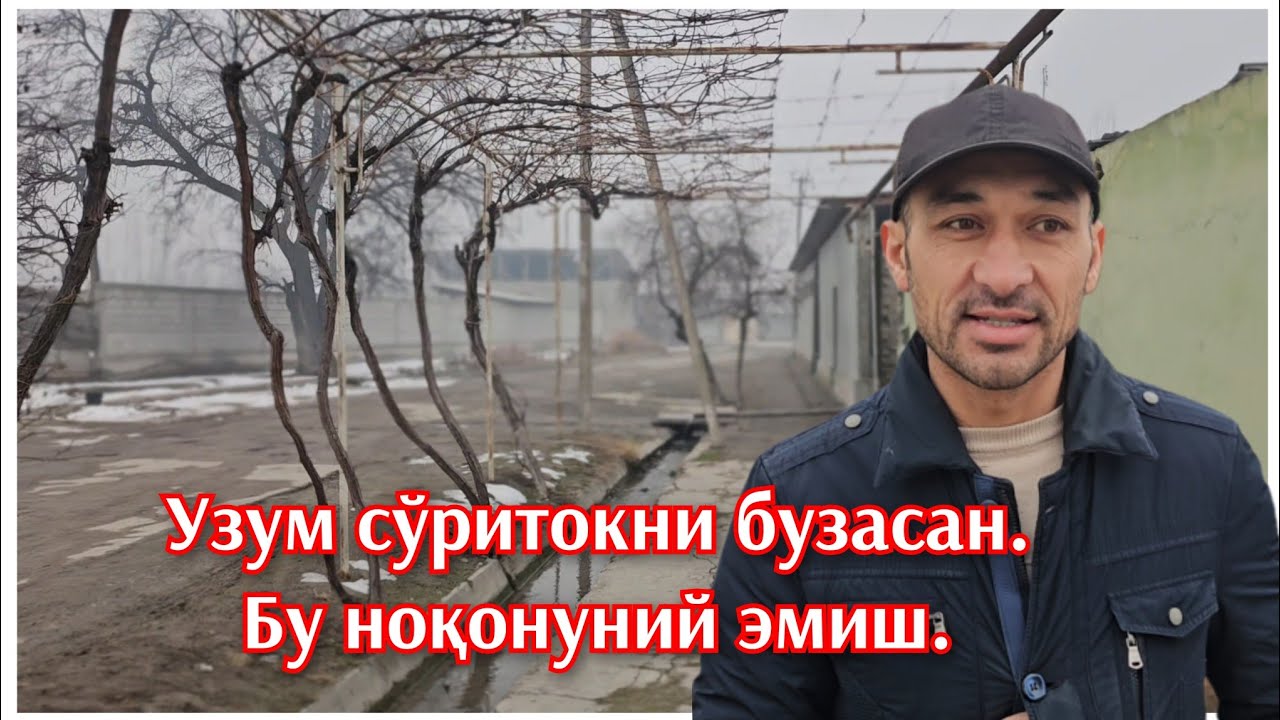 Фарғонада узум бизнеси хавф остида. Суд шундай қарорга келди. 