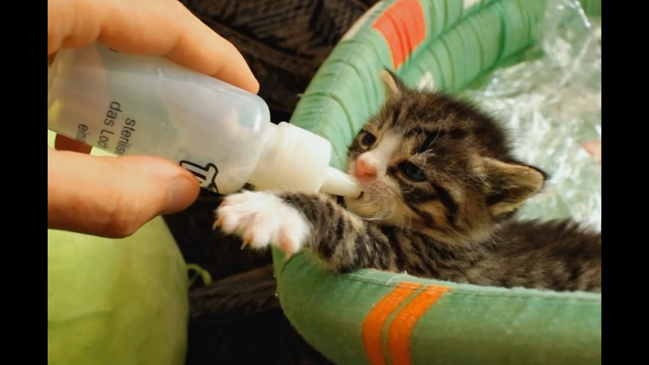 Hungry Kitten Compilation (Bottle Feed)