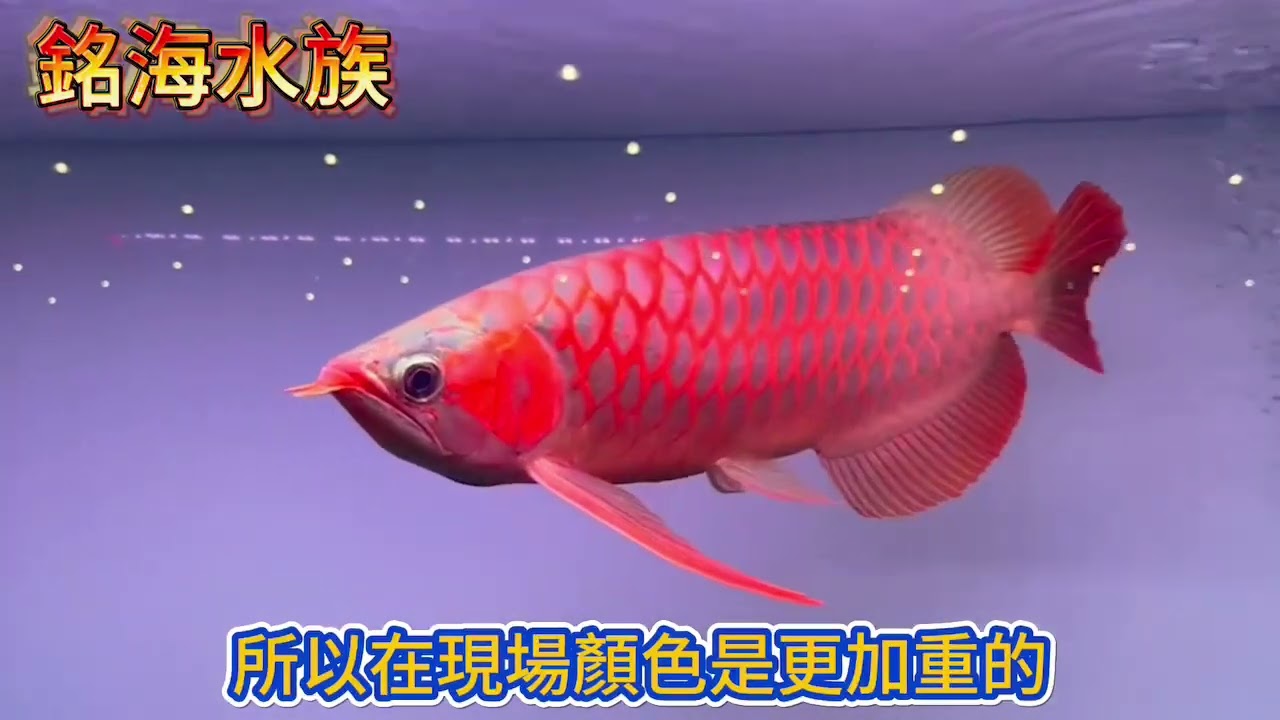 銘海水族-Sepauk(斯巴沃)龍魚