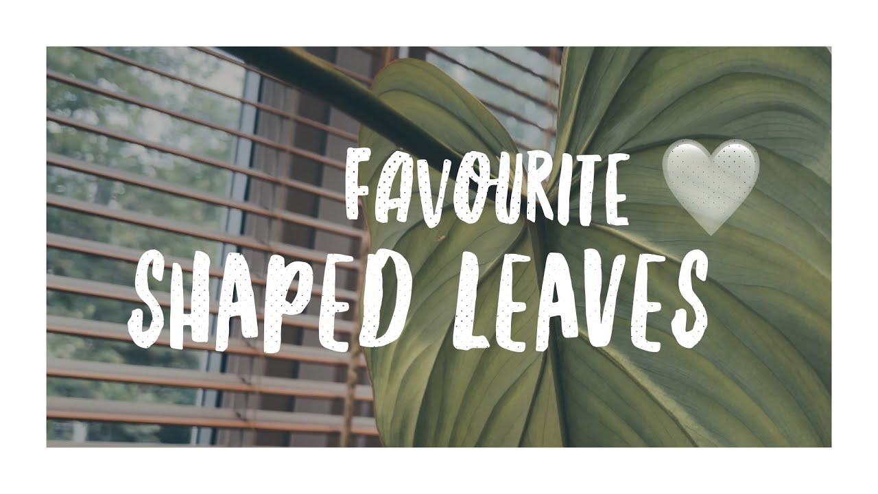 MY FAVOURITE HEART SHAPED LEAVES