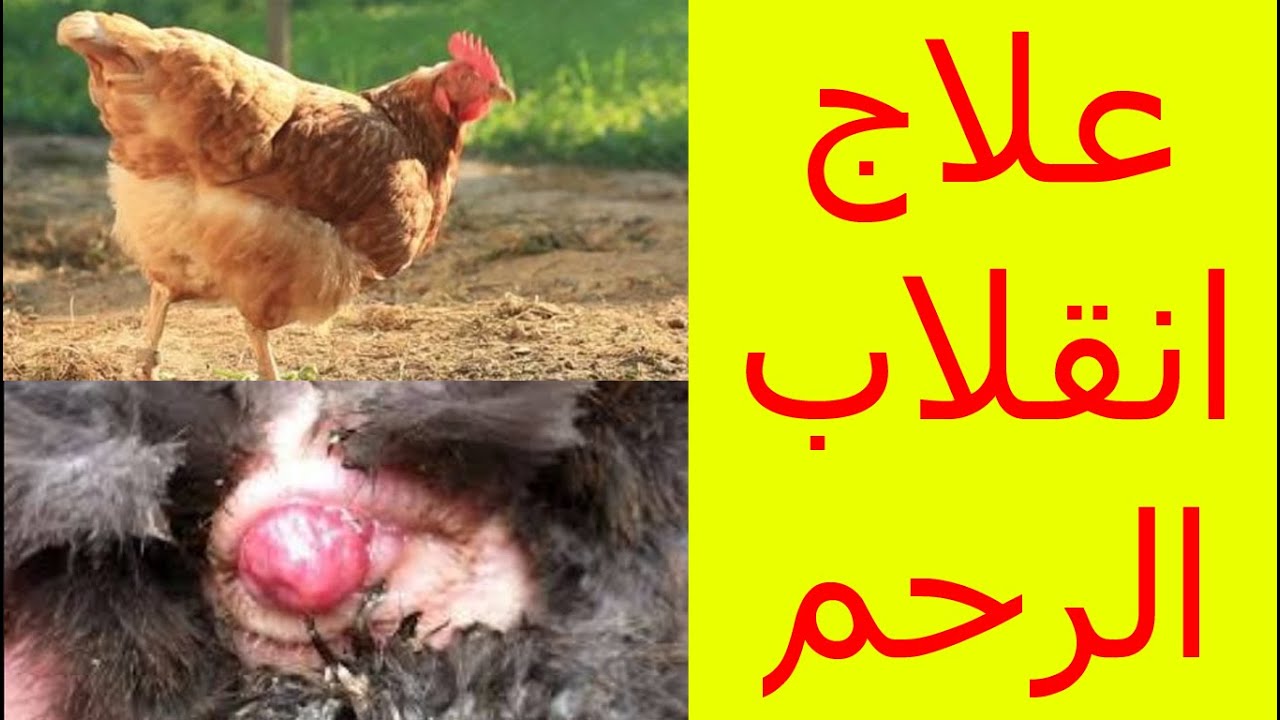 انقلاب الرحم في الدجاج   انقلاب الرحم فى الدجاج البياض   مشكلة انقلاب الرحم   علاج امراض الدجاج
