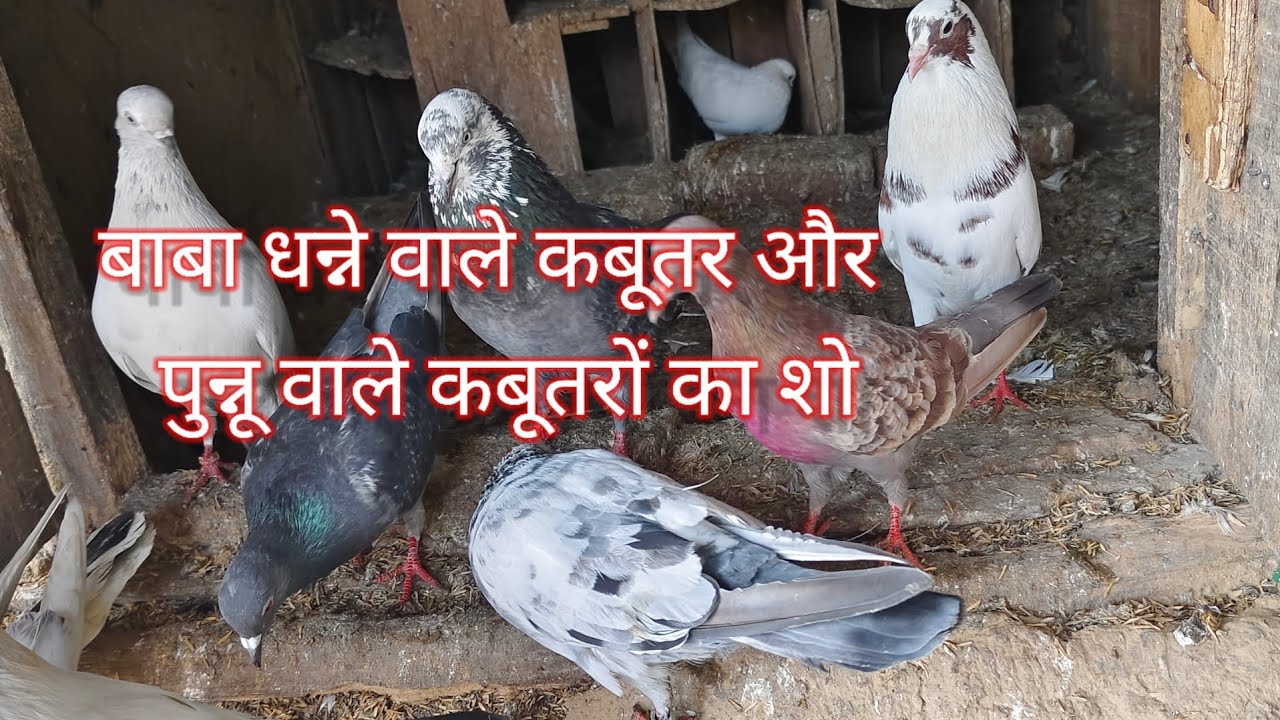 पंजाबी मलवाई कबूतर बाबा धन्ने वाले#kabutar #malwai#viral#trending#punjabi 
