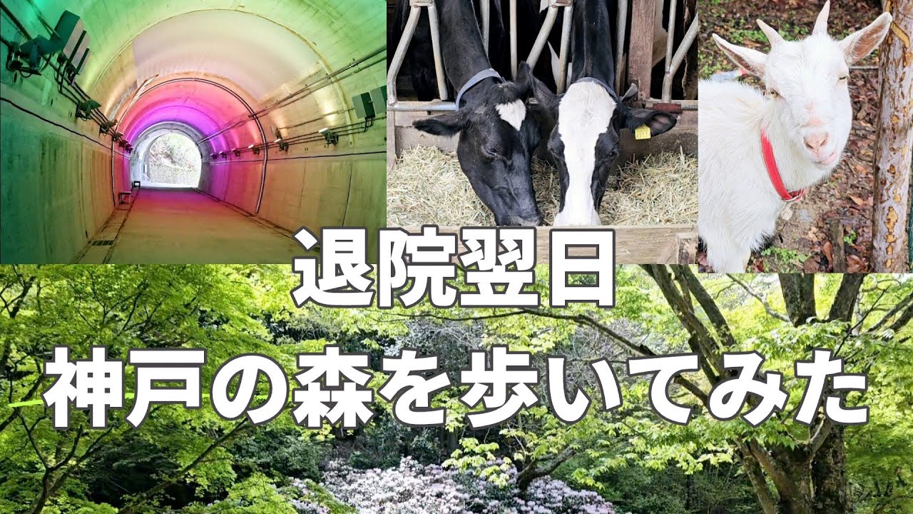 「退院翌日、歩いて行った癒しの場所｜神戸森林植物園と弓削牧場」　＃pinohana ＃ぴのはな ＃神戸