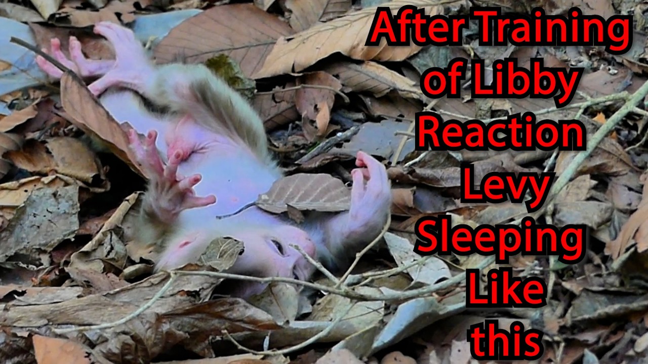after get training from Mom Libby, Why  BB Levy Sleeping like this !