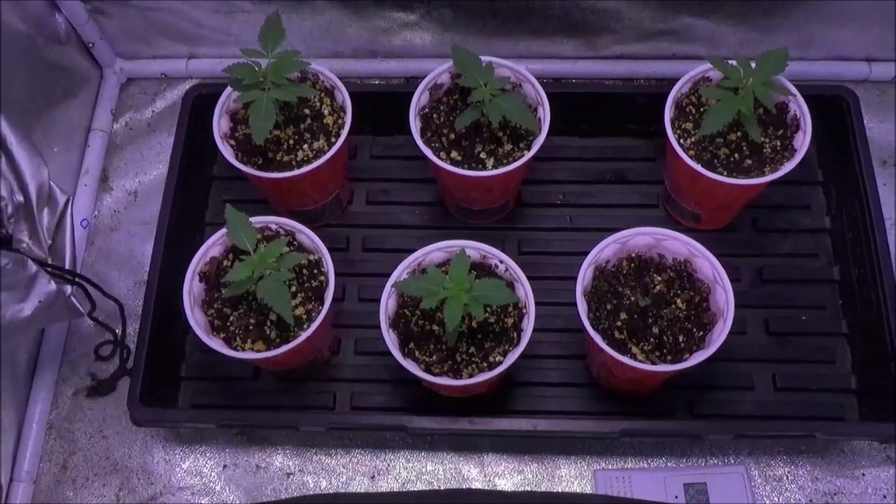 Cannabis Garden Update, #57 Pushing Forward, BTYOG X Spartan Kush Testers.