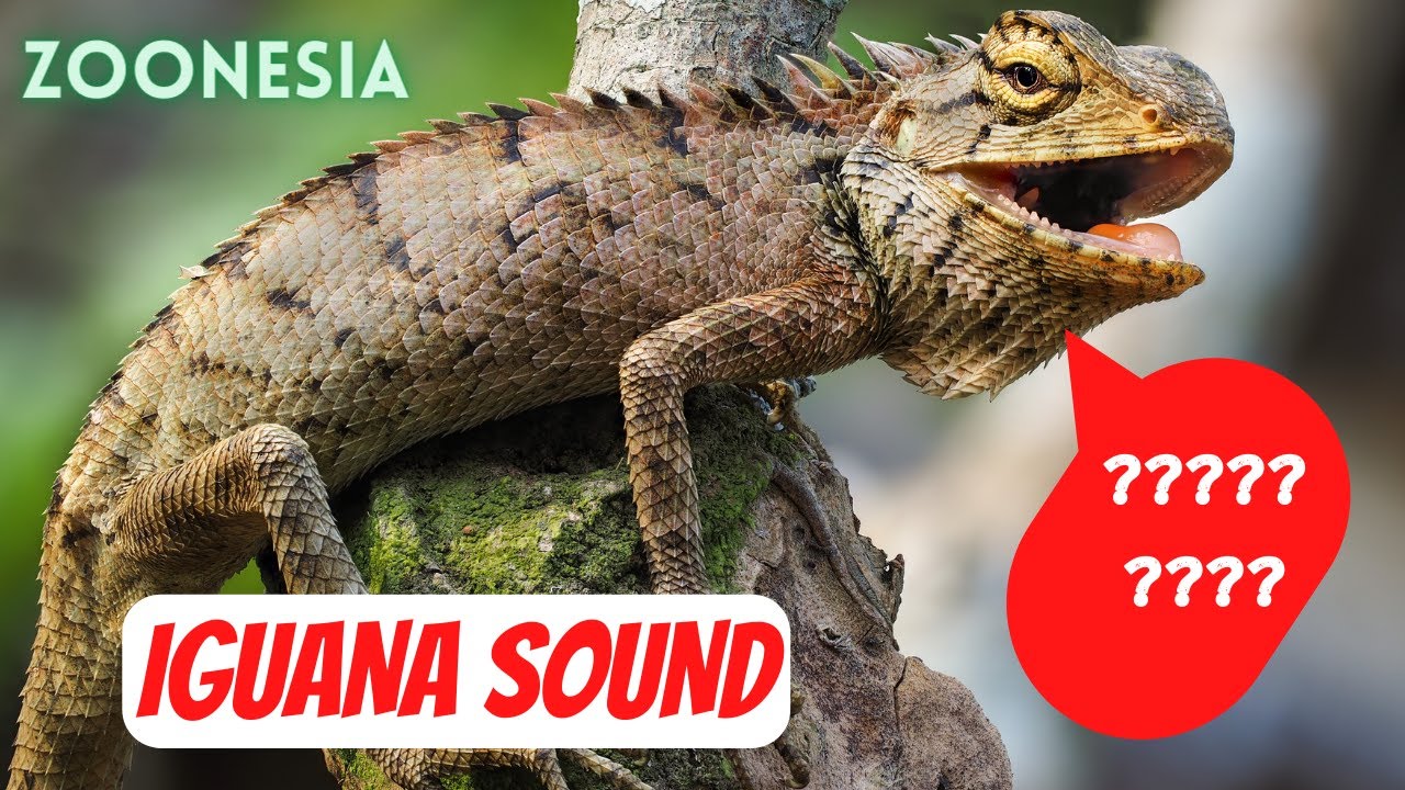 Animal sound synthesis: Iguana, Walrus, Piguin, Ant, duck, elephant -interesting moments 2022