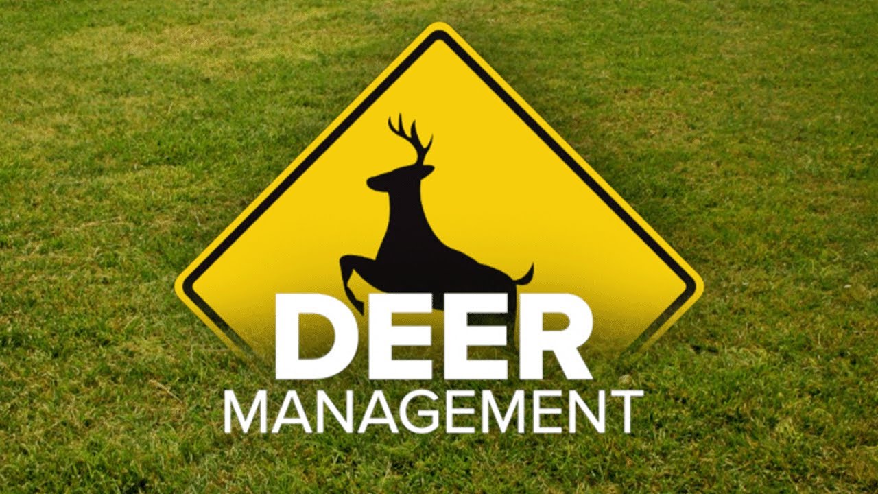 Western New York communities tackle problems with growing deer population