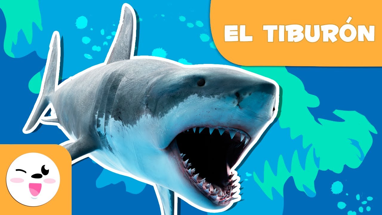 El tiburón 🦈 Animales para niños 🌊 Episodio 8