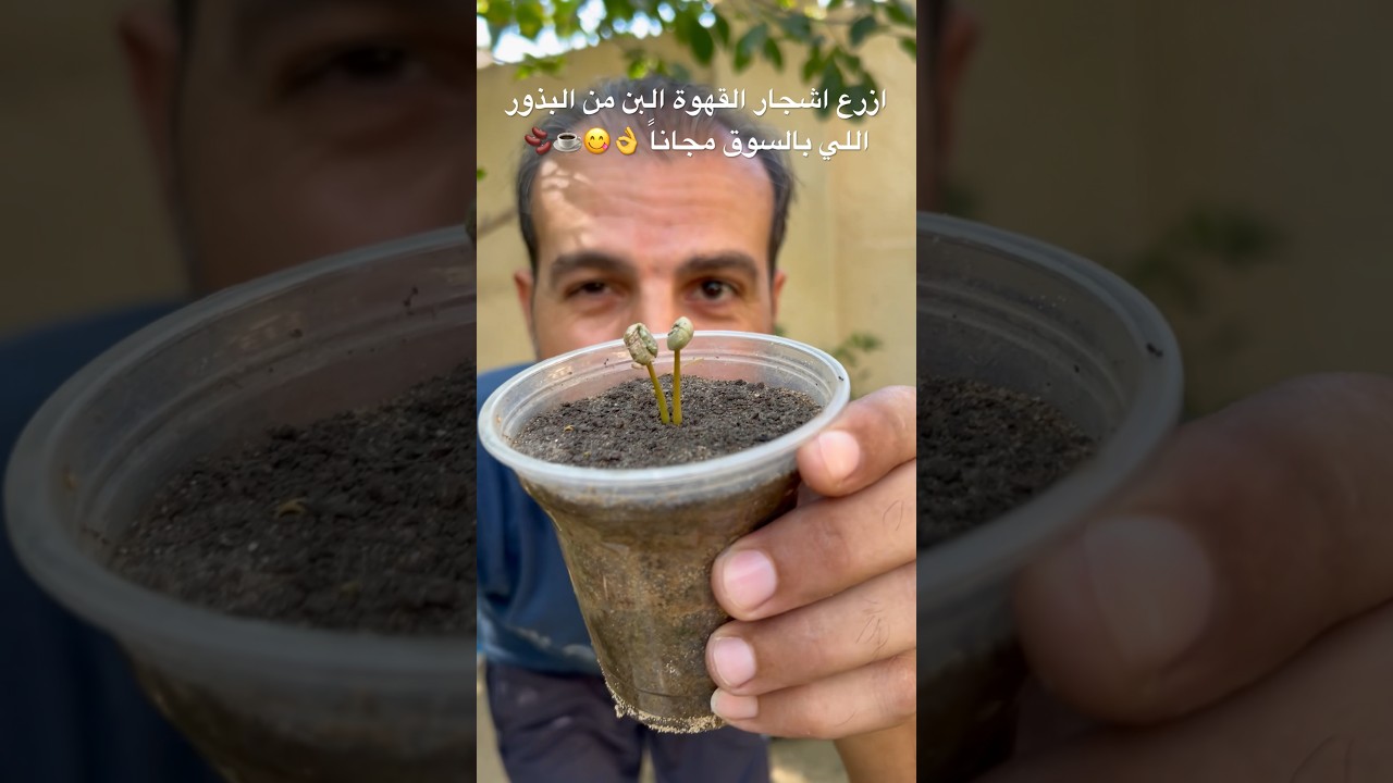 اخيراً زرعت أشجار القهوة من البذور اللي موجودة عند محامص البن🫘☕️☘️😋جربوا طريقتي شتلات بن مجاناً👌
