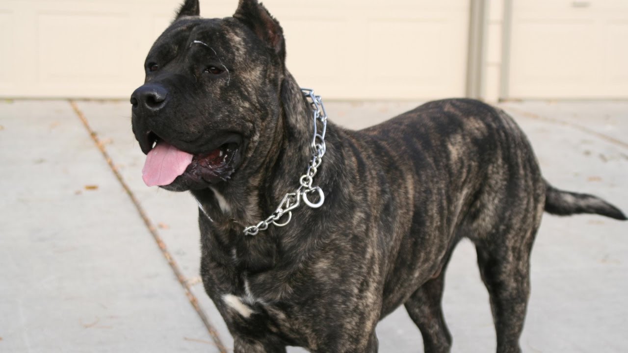 Dogo Canario (Perro de Presa Canario) / Raza de Perro