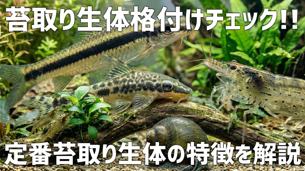 最強の苔取り生体とは。主要苔取り生体を徹底解説！！#788【アクアリウム】