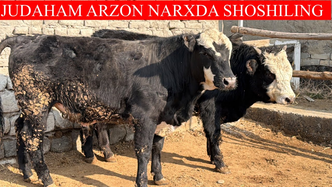 BUQALAR BARAKA BO’LDI HAMMASI RAXMAT HAMMAGA 