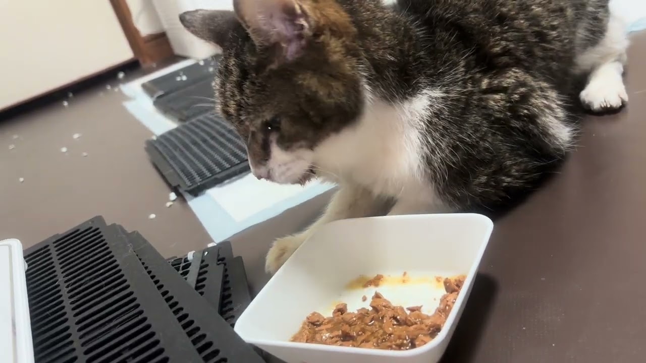 2026年3月3日 背景荒れてますが りき が美味しそうに食べる姿があまりにもかわいかったので撮影しました