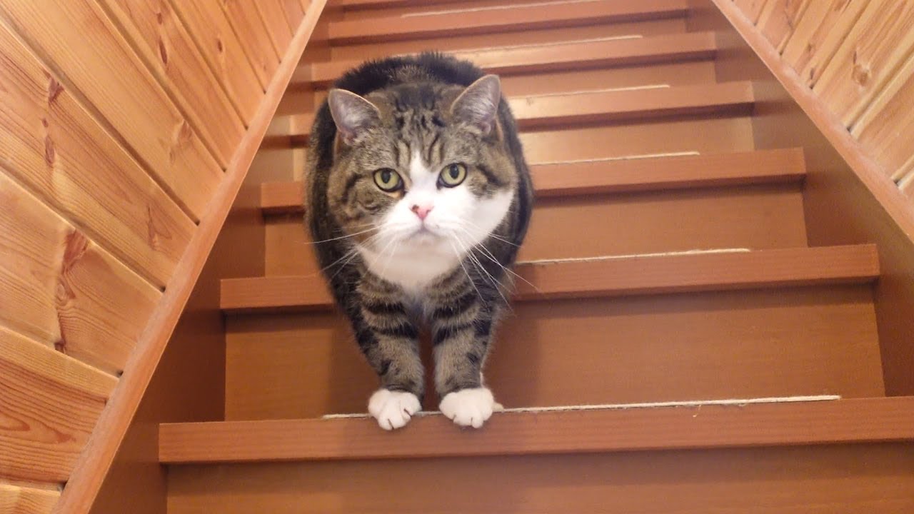 階段を上り下りするねこ。-Cats going up and down the stairs.-